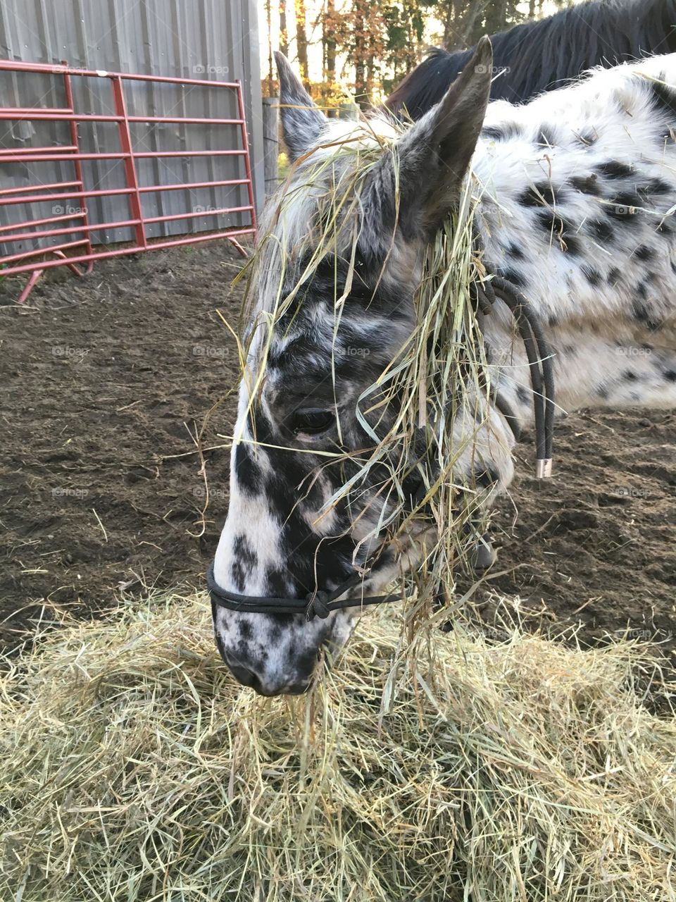 I am really into my food 