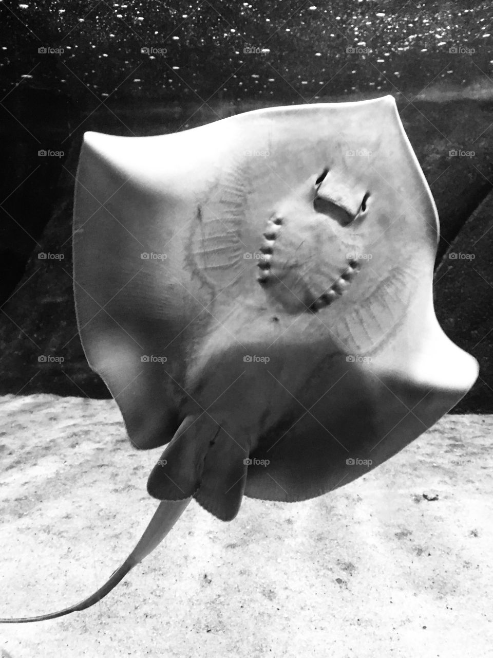 O voo da arraia no mar. Quando nada, parece que está plainando em plena água. No Preto e Branco ficou ainda mais legal!/ The stingray flight in the open sea. When she swims, she seems to be gliding in the water. In Black and White it was even cooler!