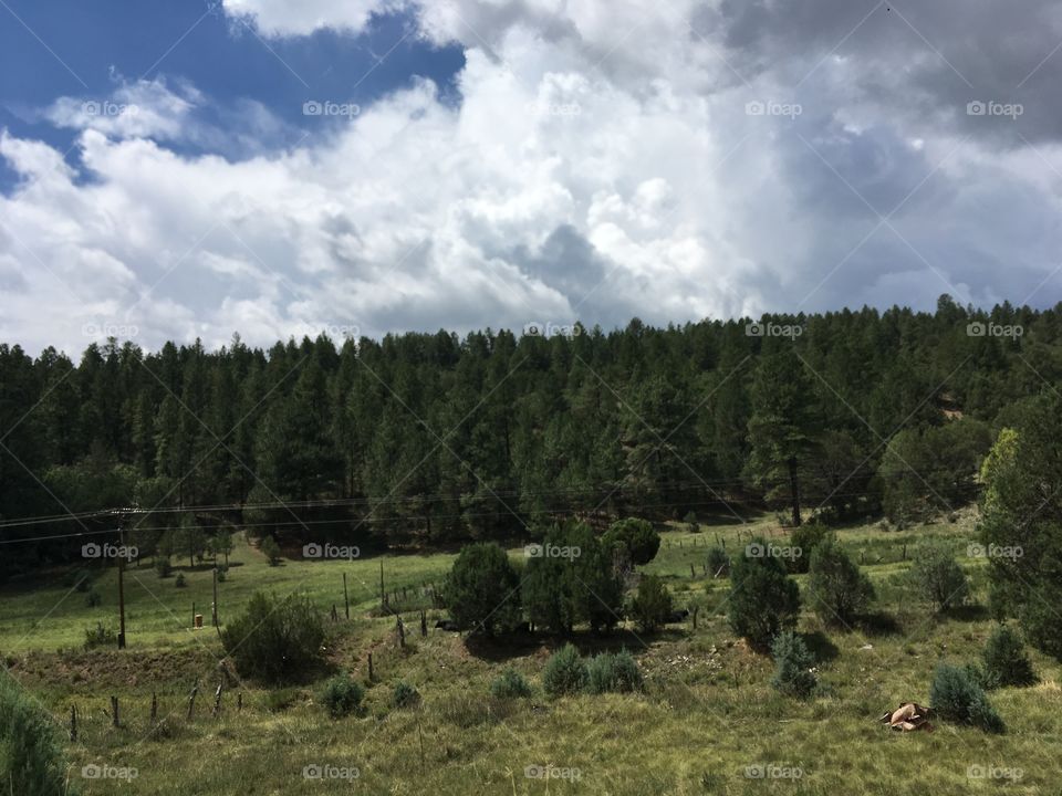 The greener side of New Mexico: Cloudcroft