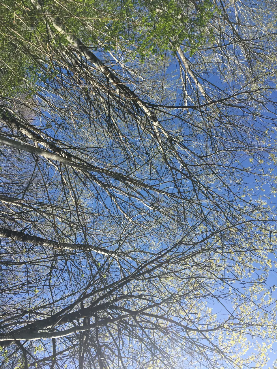 Look Up