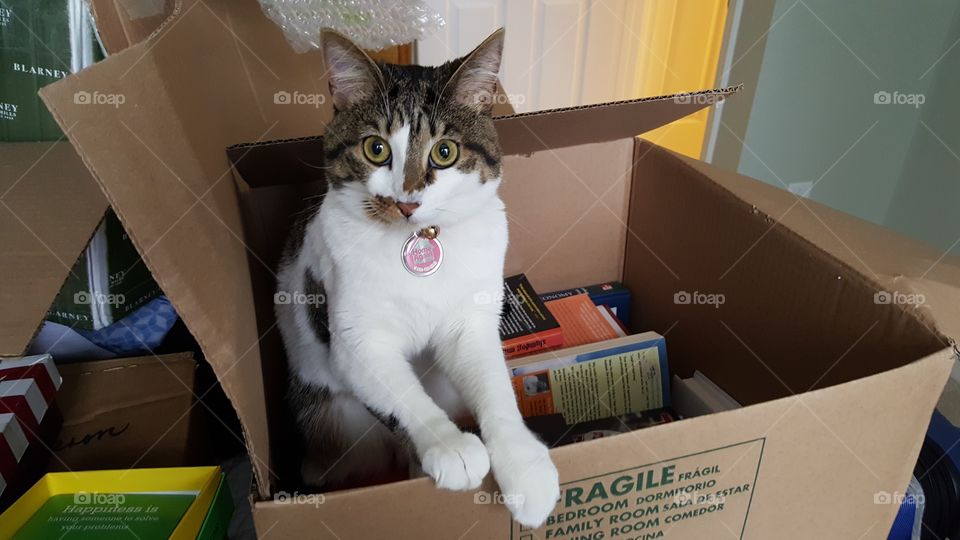 cat in box of books