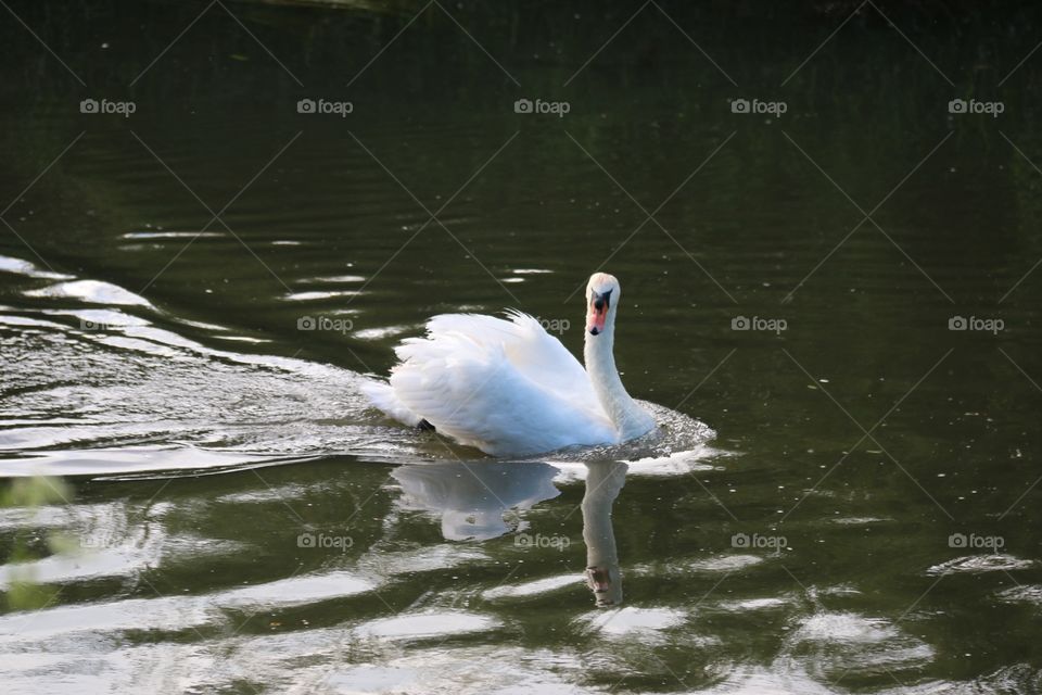 Swan