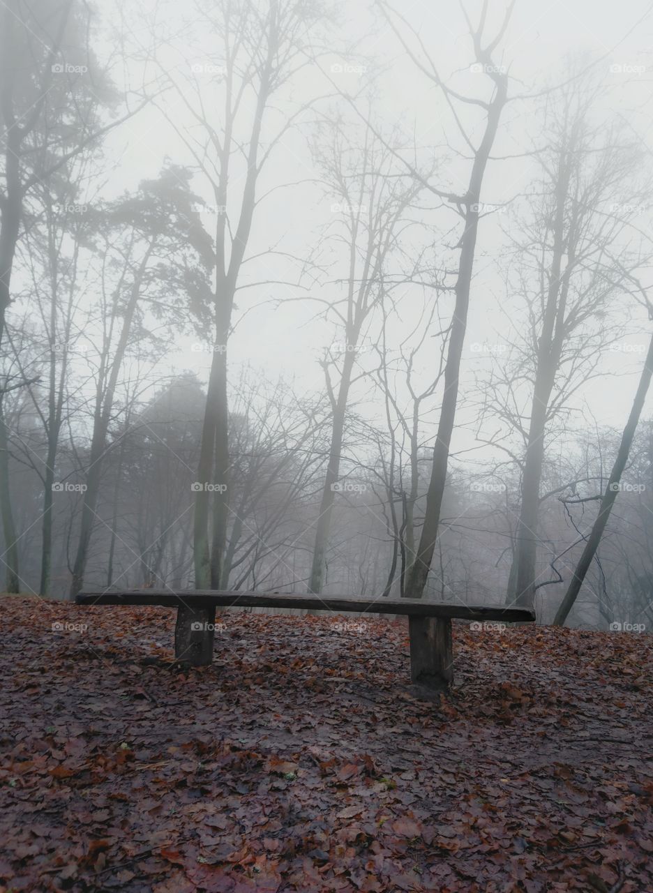 Foggy morning in forest