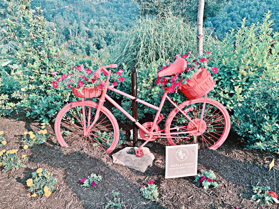 I spy with my little eye… A pink bicycle! 