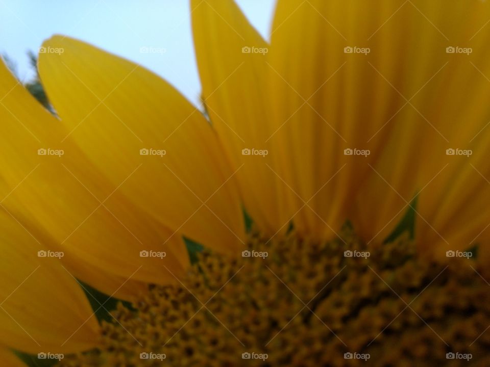 super close up sunflower