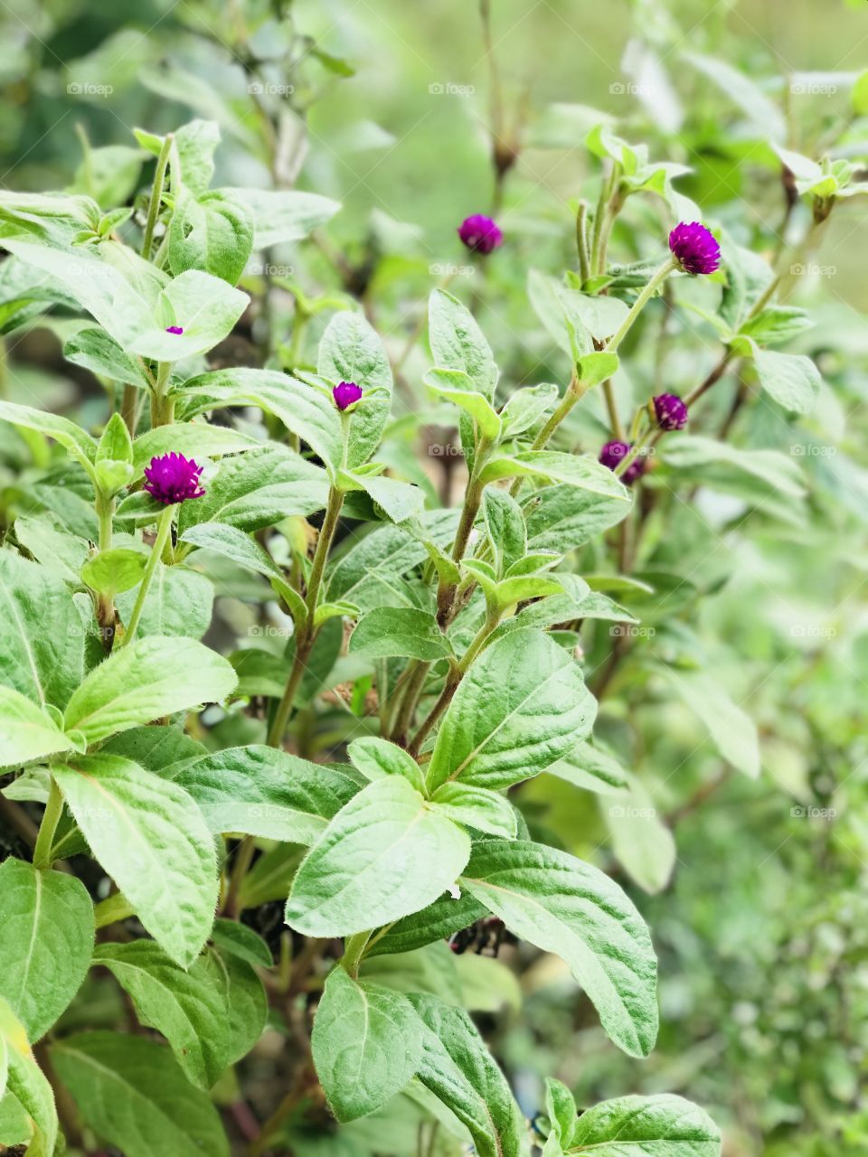 Gomphrena globosa flowers 