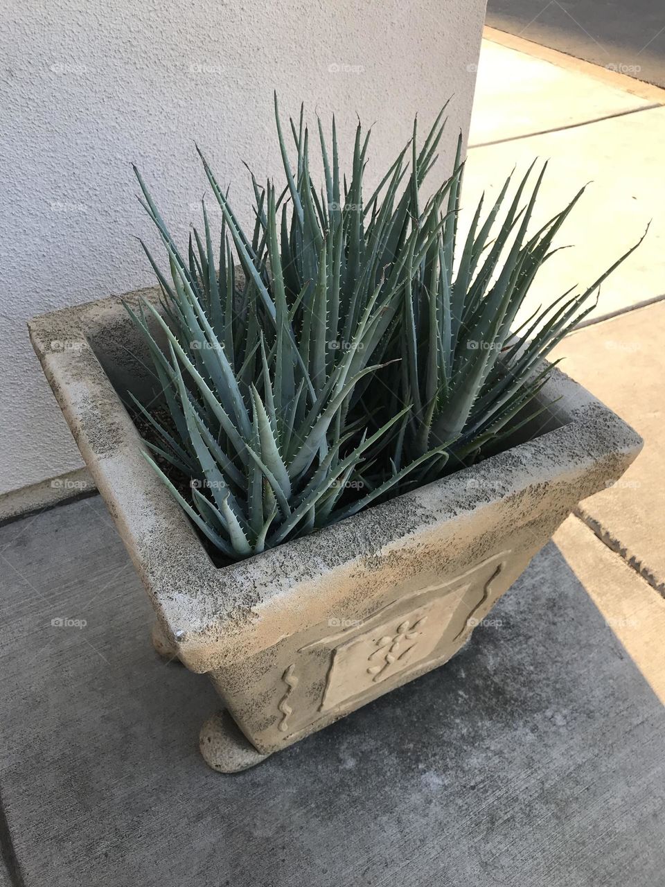 Aloe vera plants at church.