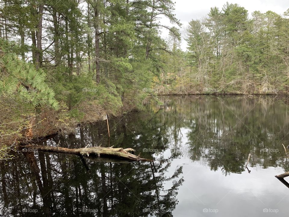 Lake in the forest - NJ Pine Barrens