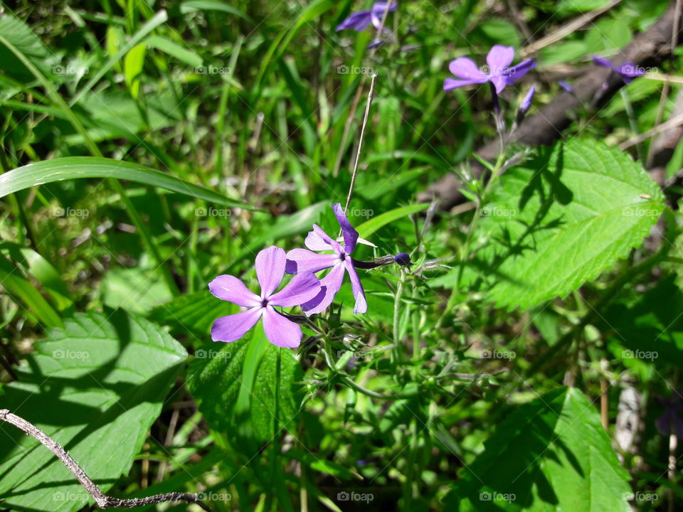 Wild Phlox and Nettle