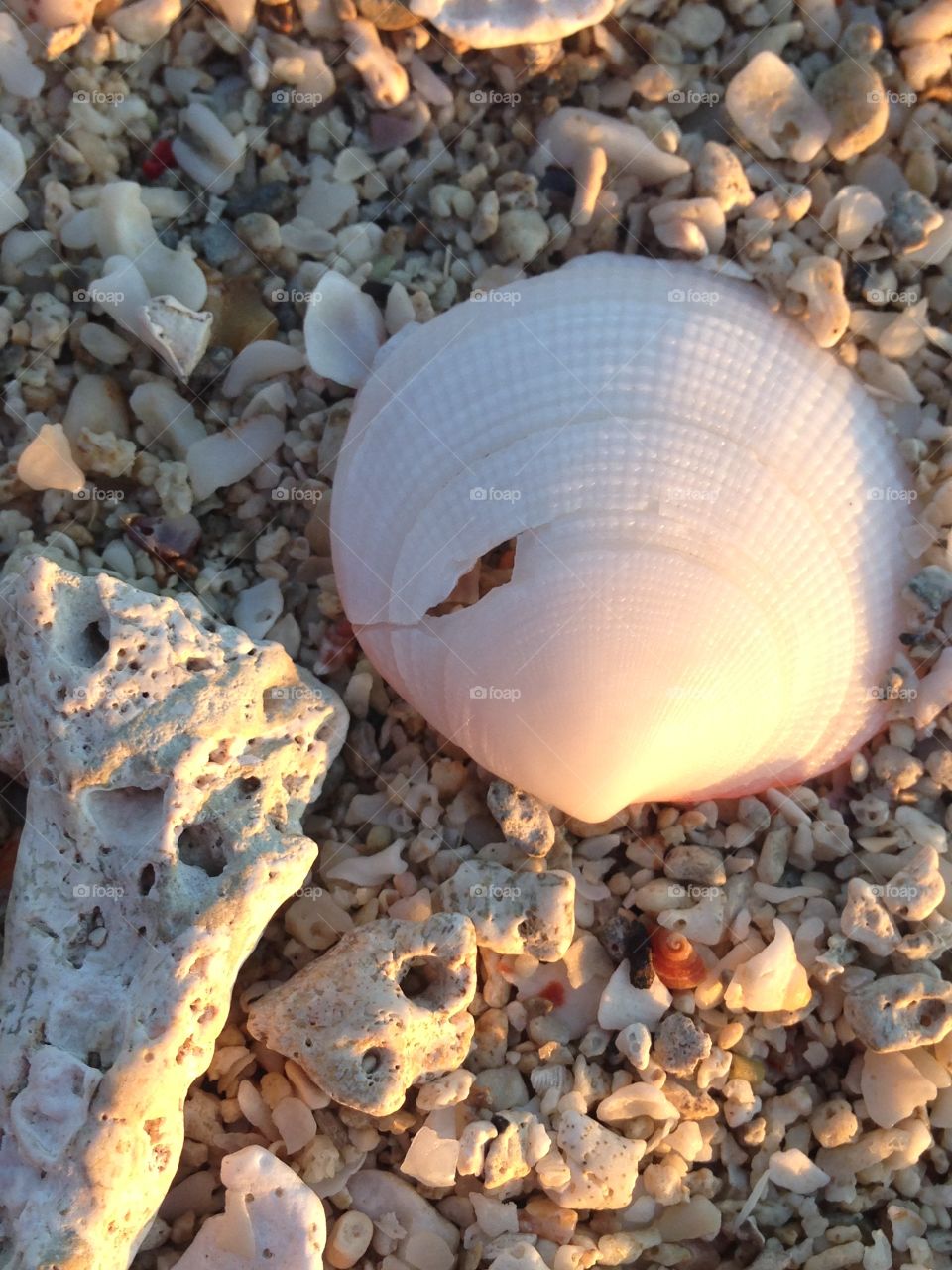 Shells by the seashore