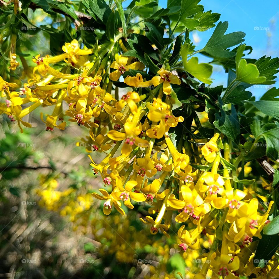 Branch of black currant in bloom