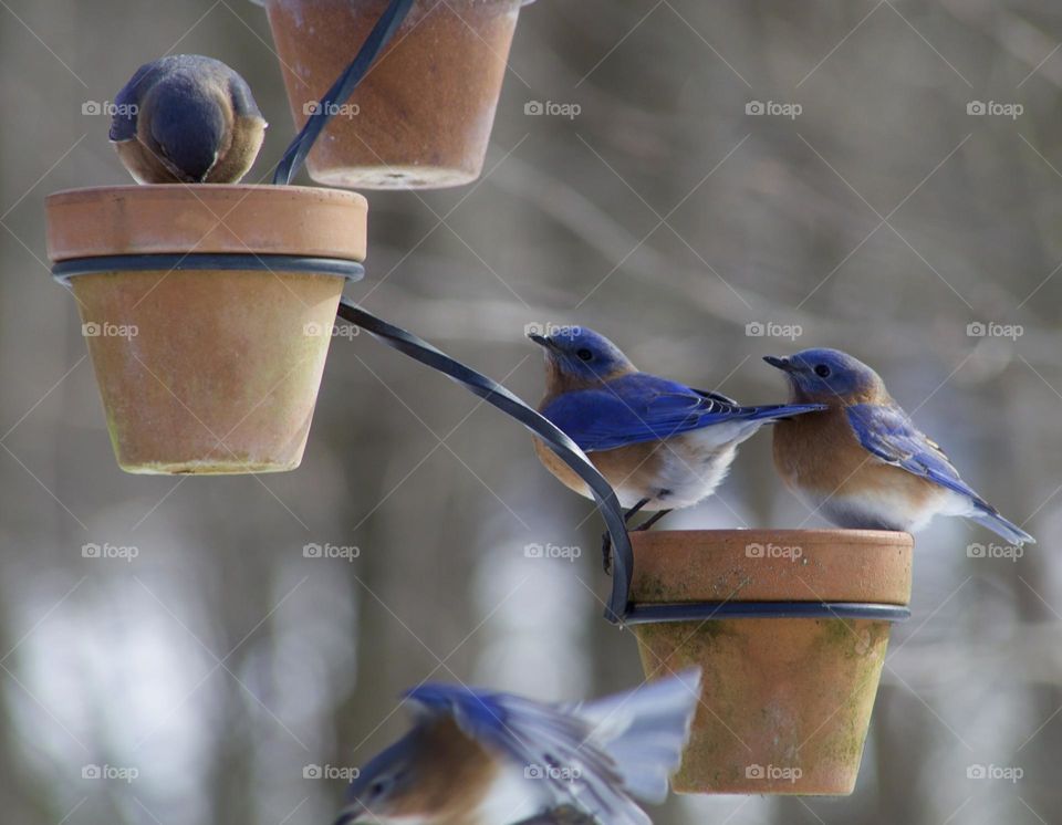 Female and Male Eastern Bluebirds gathering at clay pots