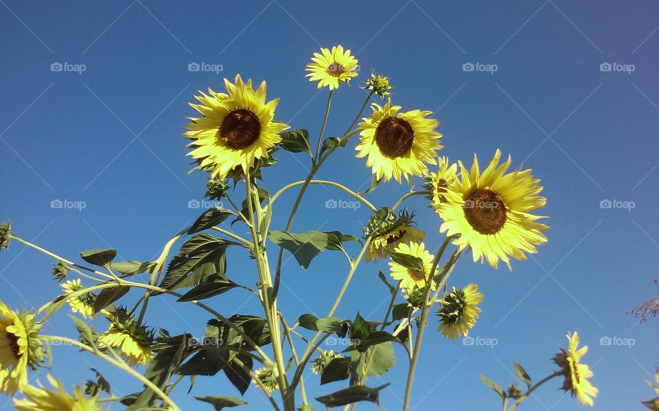 sunflowers