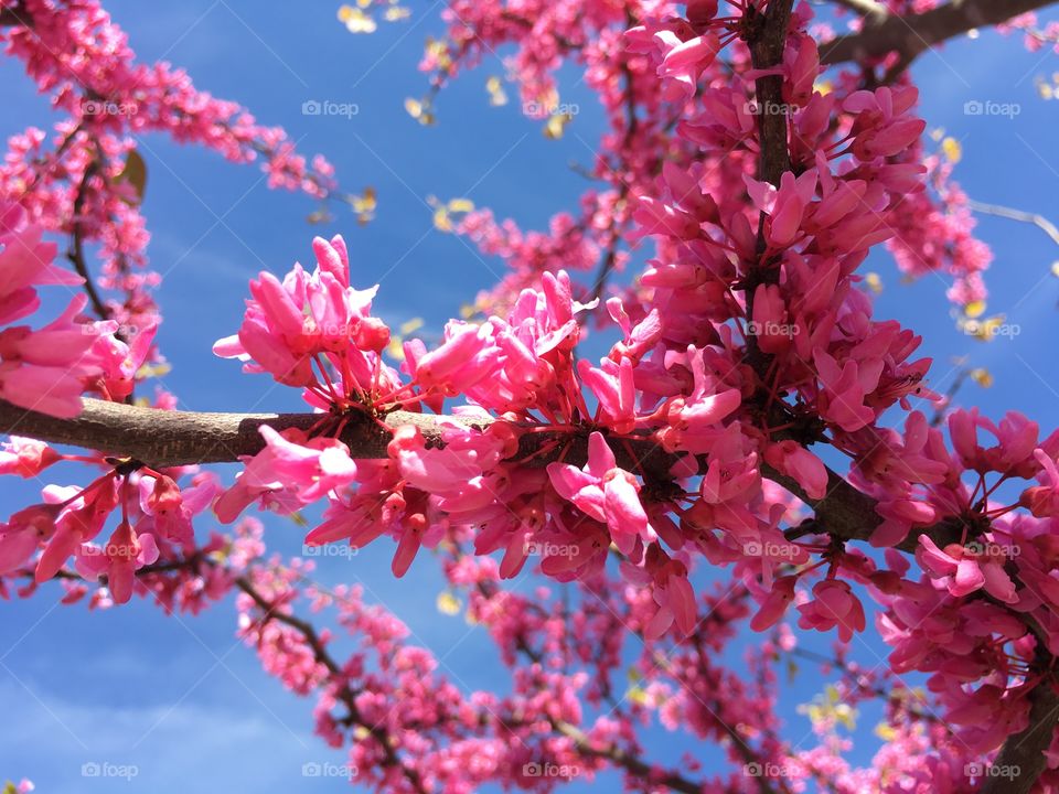 Pink Redbud in Connecticut