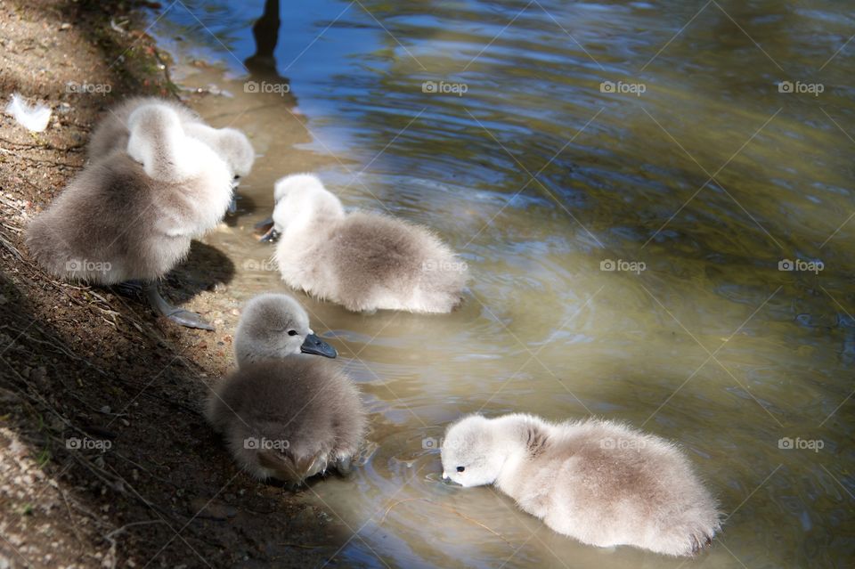 Swans with cygnets . Swans with cygnets 