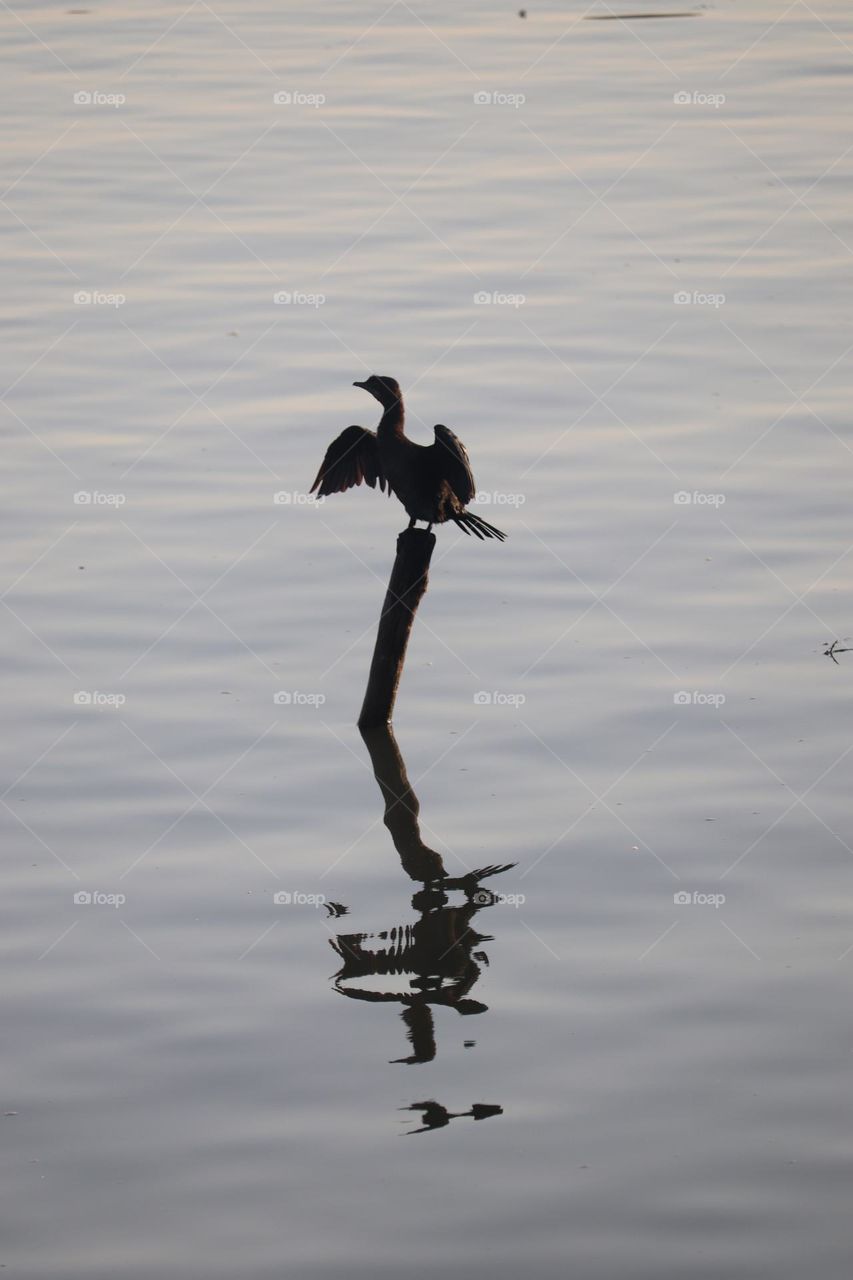 Cormorant mirroring in the river