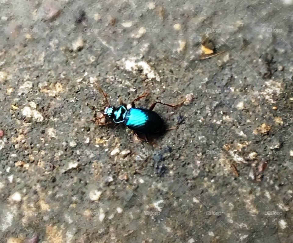 Shiny blue beetle