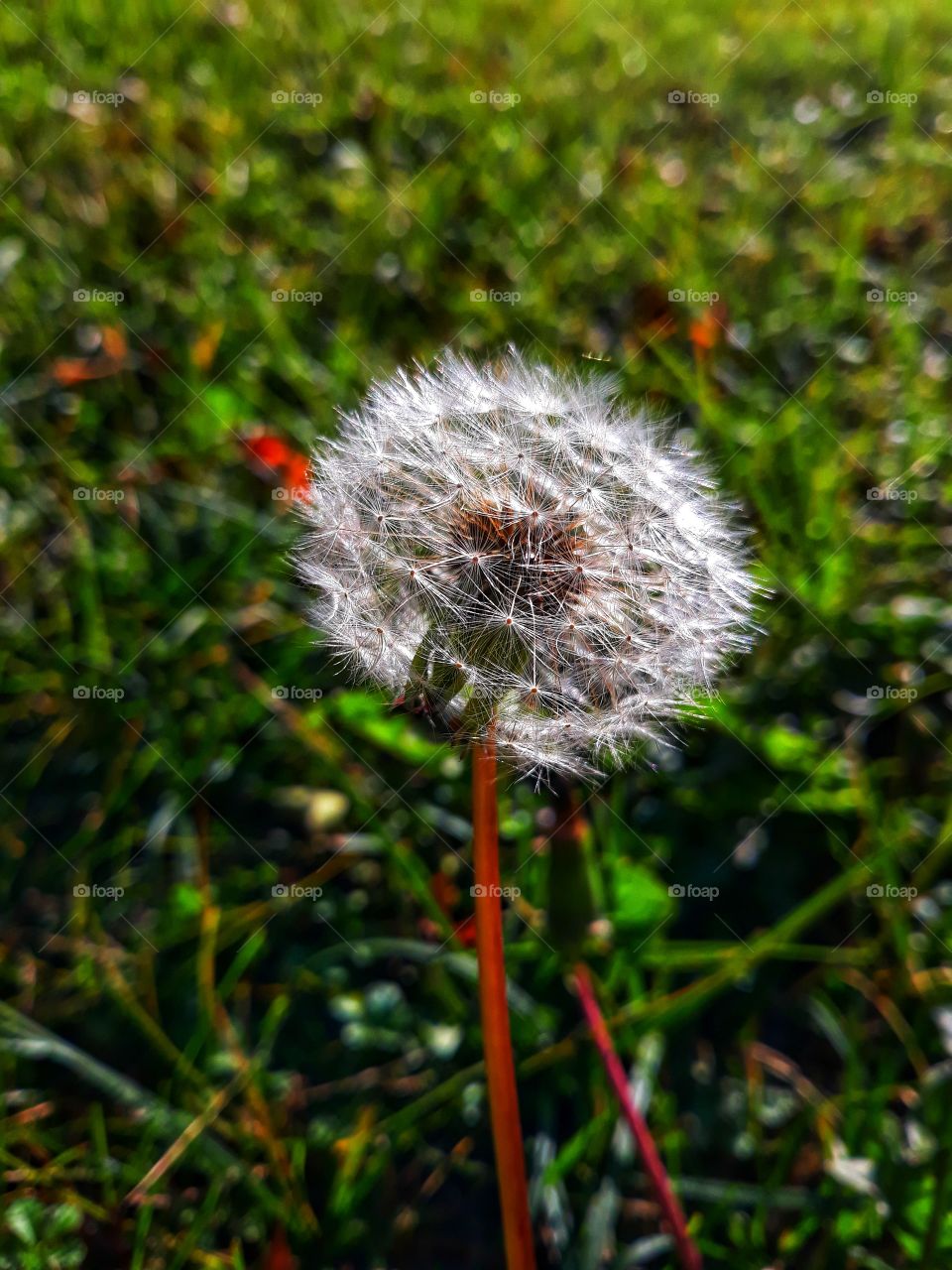 Dandelion portrait photo