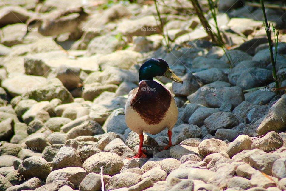 The Mallard Drake