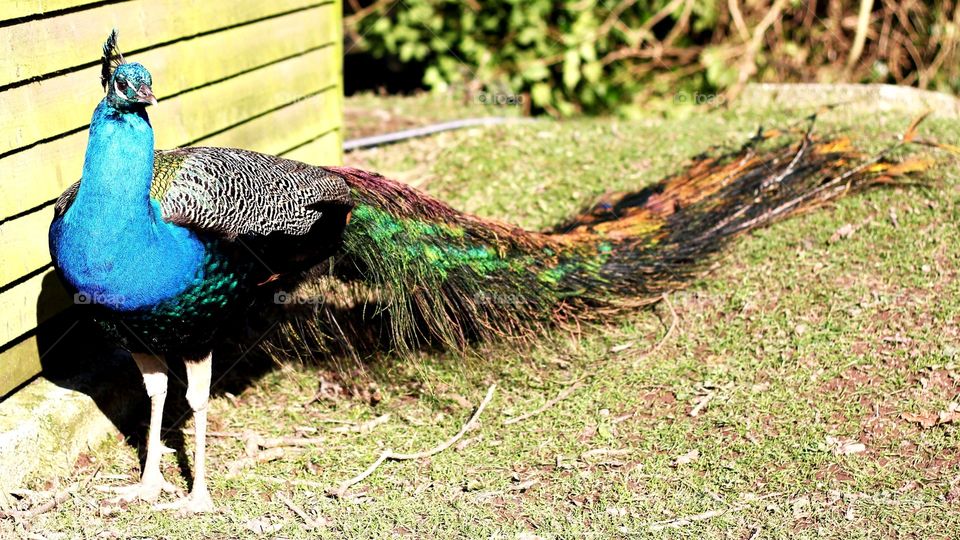 Peacock