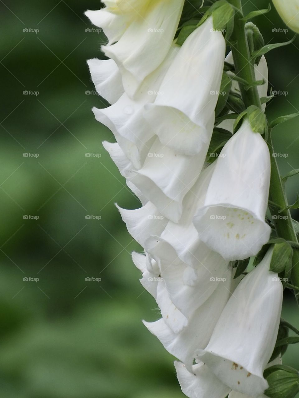 White bells