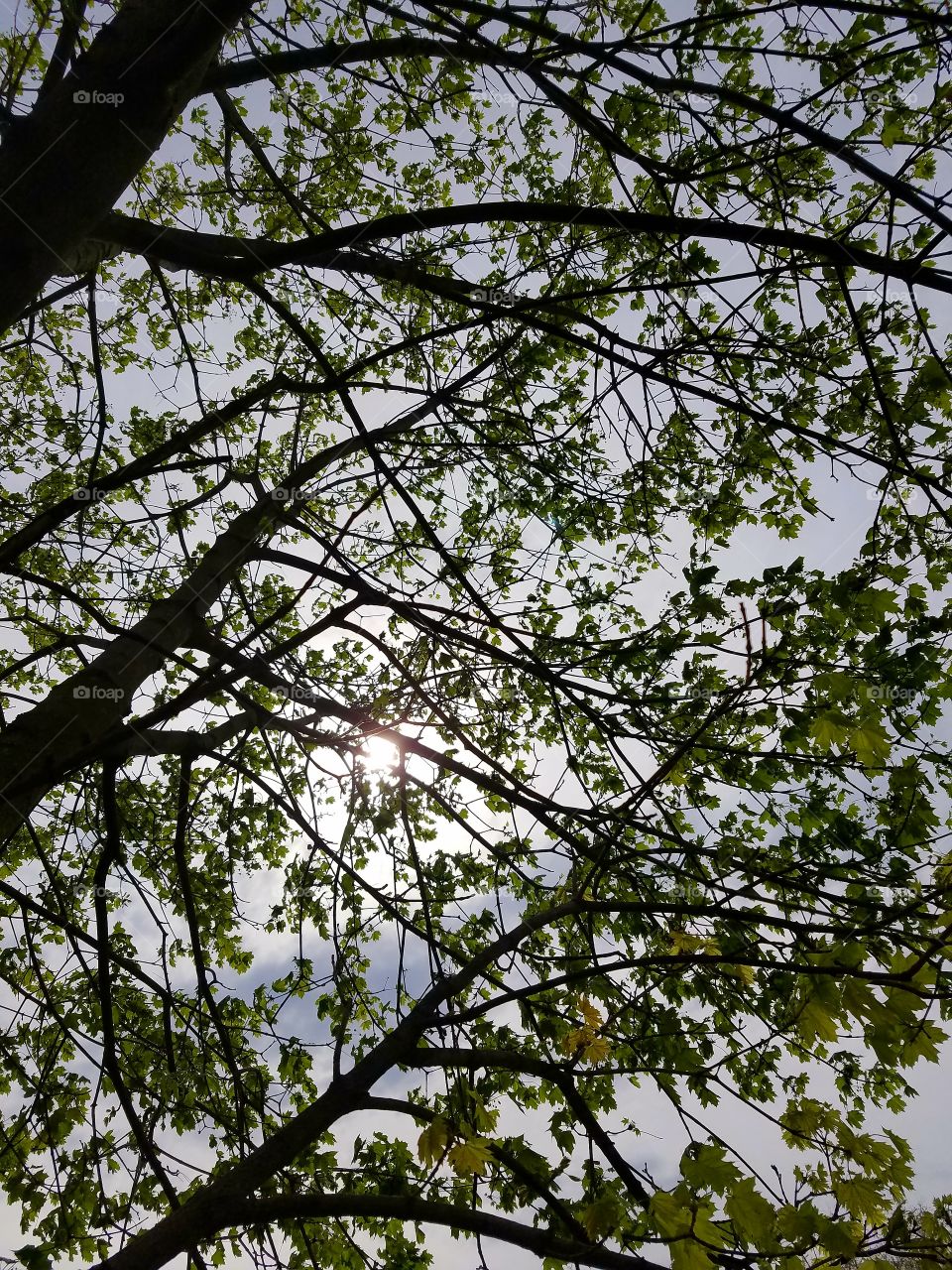 tree with sun shining through