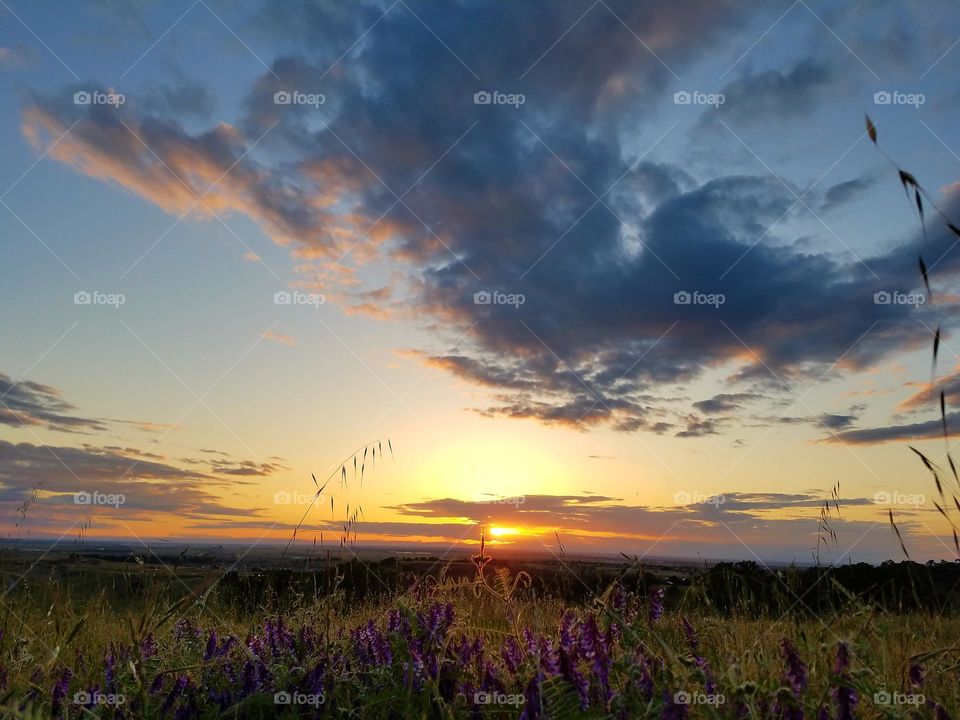 springtime flowers at golden hour