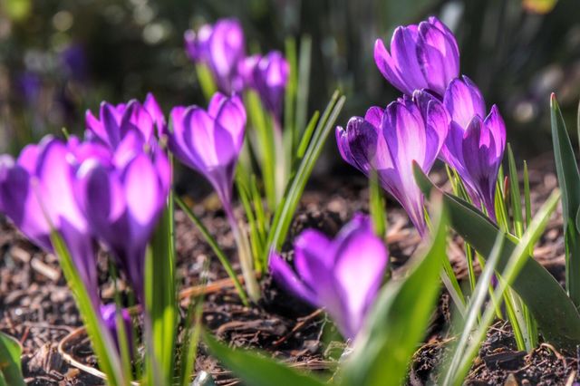 Morning Crocus