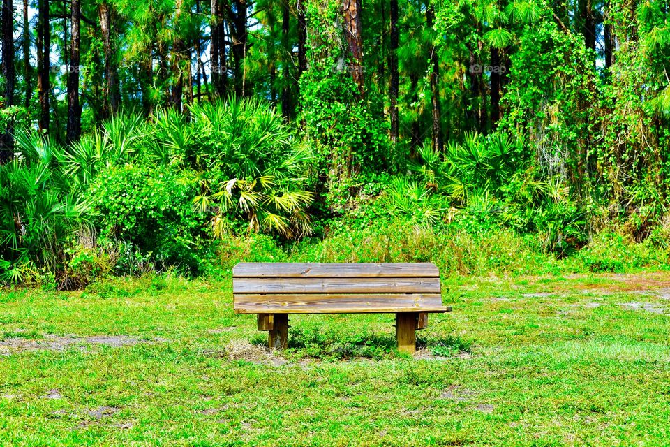 Park bench in the forest 