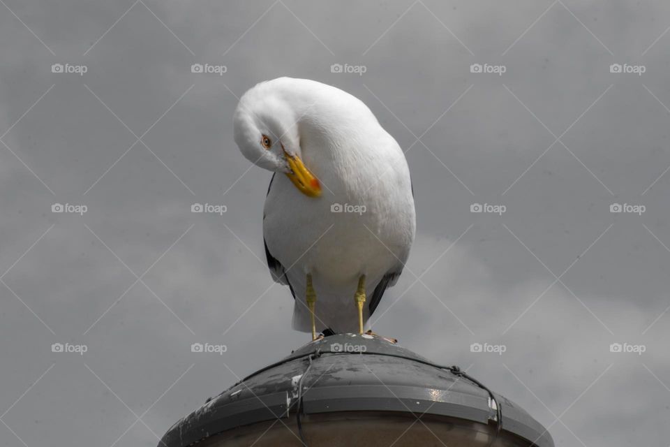 Nombre: Gaviota Fernandina. Rascando su pecho, parada en el farol que para todos los días. Su pico anaranjado  y su blanco pecho,  con el cielo Gris contrastando esos tonos. Puerto en Maldonado  año 2021.