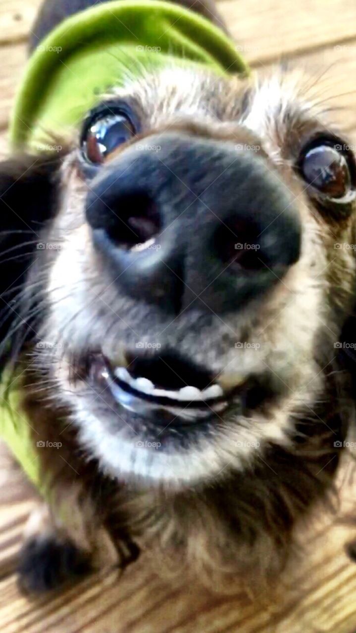 Dachshund smiles