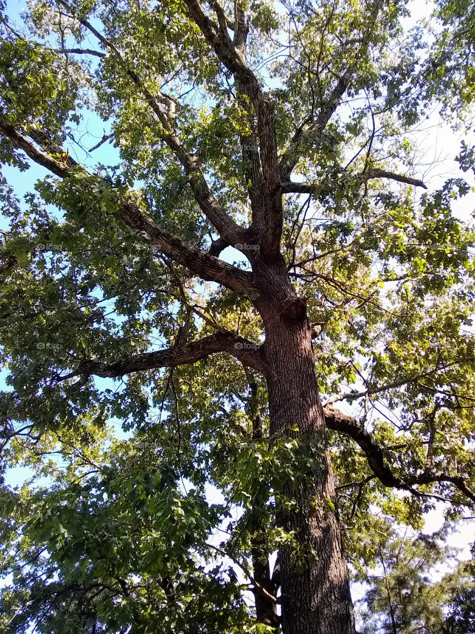 tree