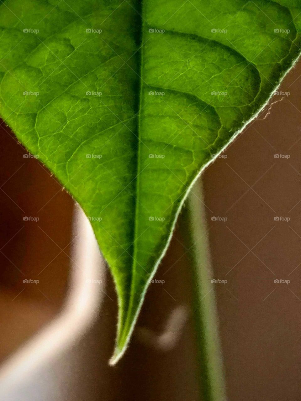 Leaf Texture
