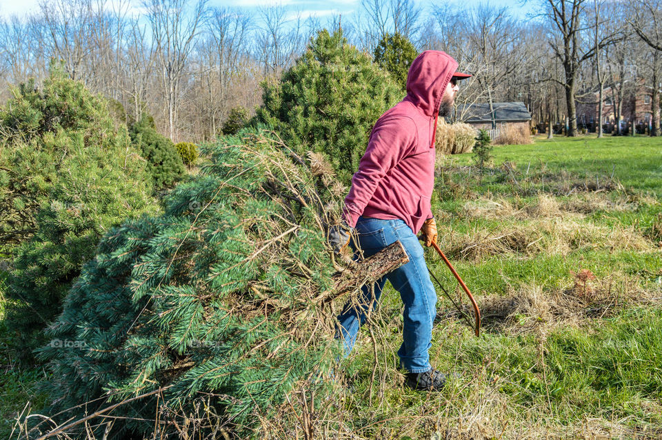 Man with a saw pulling a freshly cut Christmas tree in a field outdoors