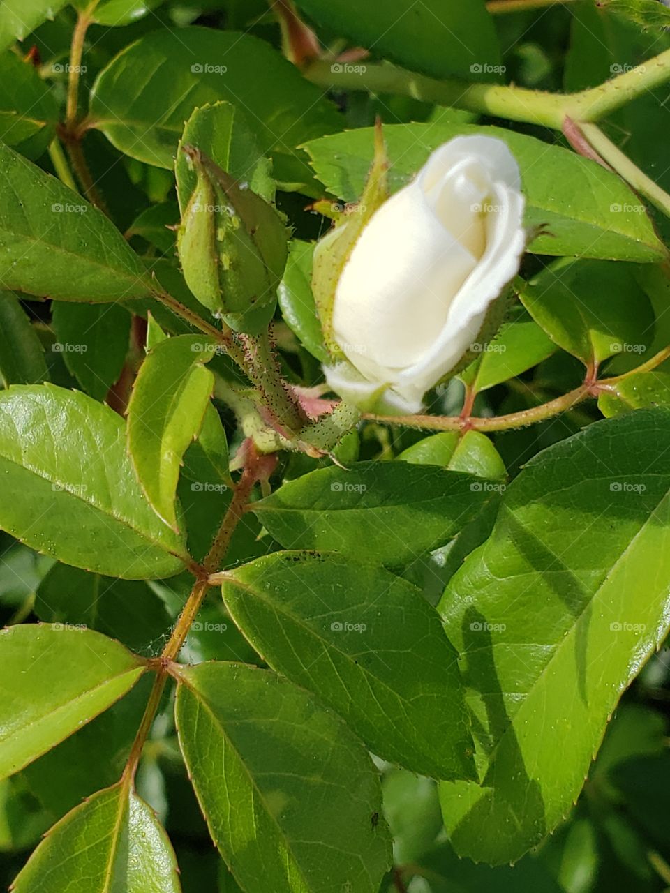rose budding
