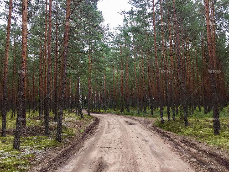 Forest road 