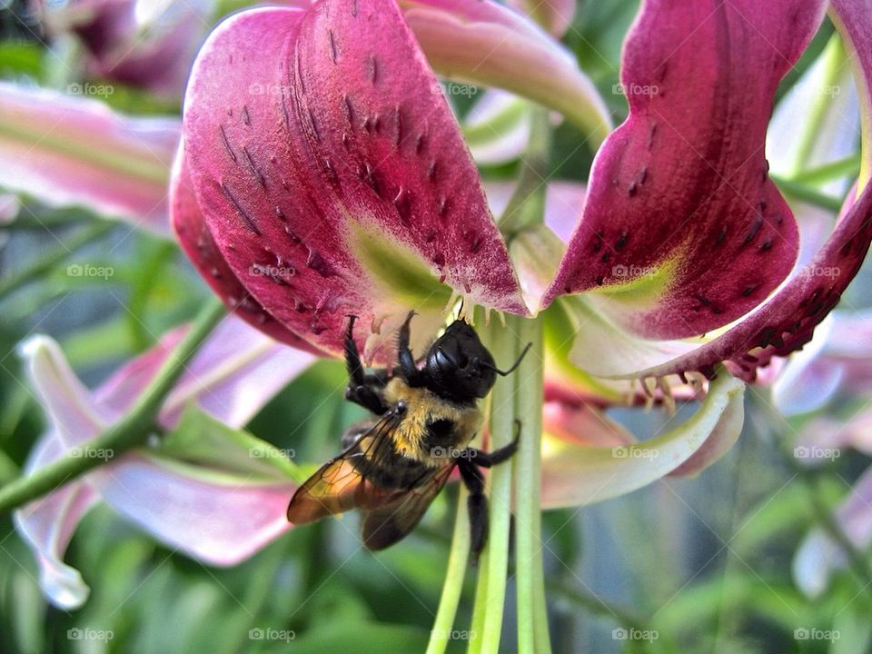 Lilly with Bee