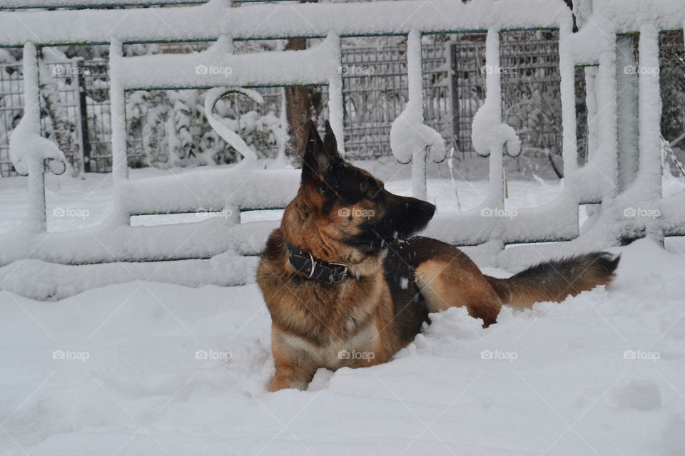 German Shepherd in Winter Wonderland