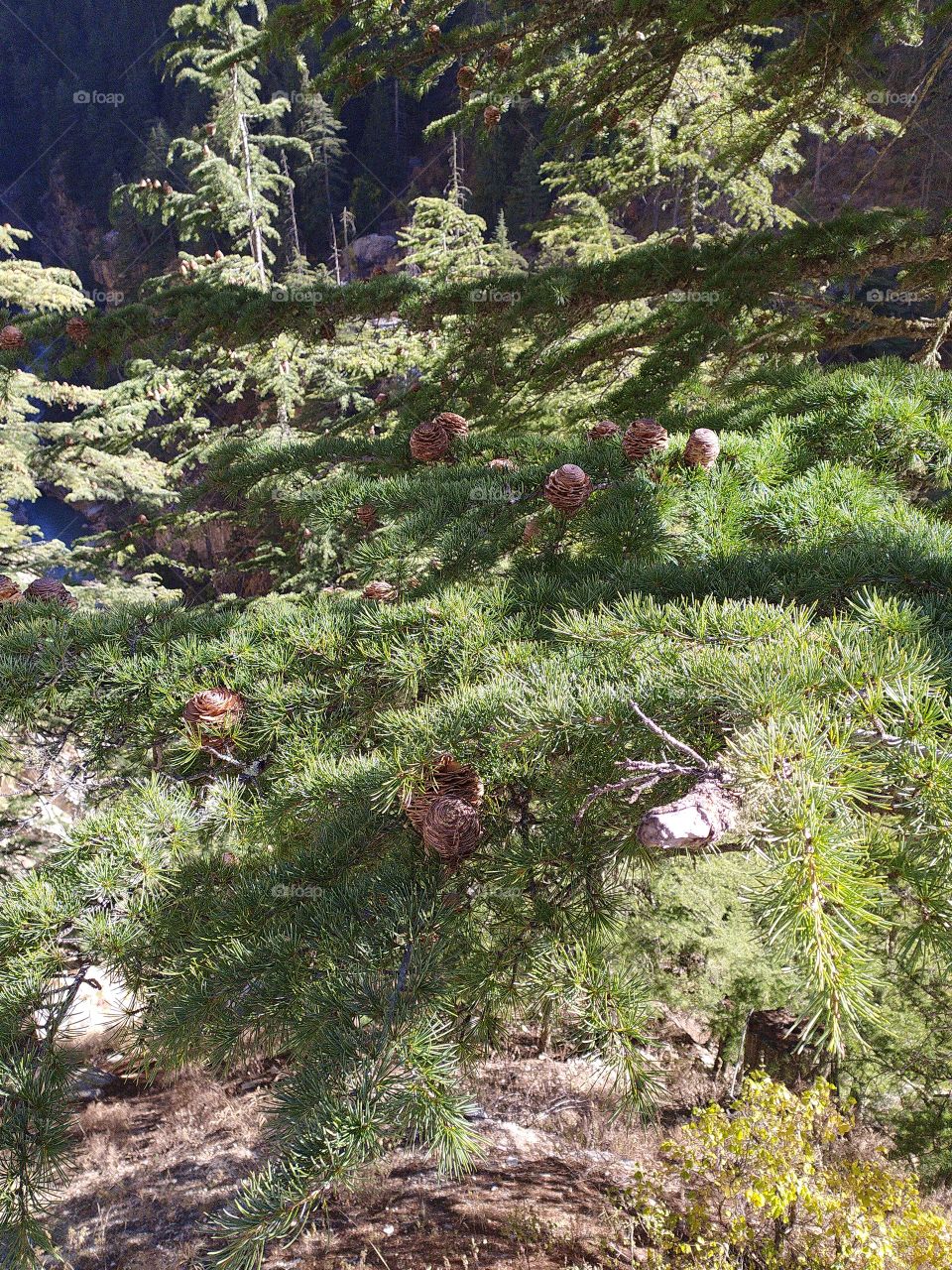 Colours of nature on the way to Gangotri in the great Himalayan terrain