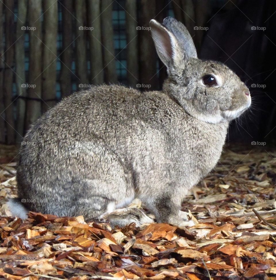 Rabbit at the Zoo