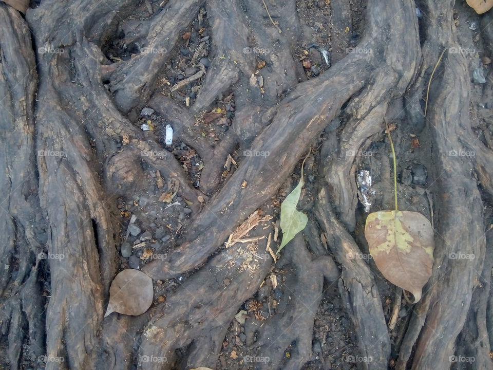 tree roots outwards surface