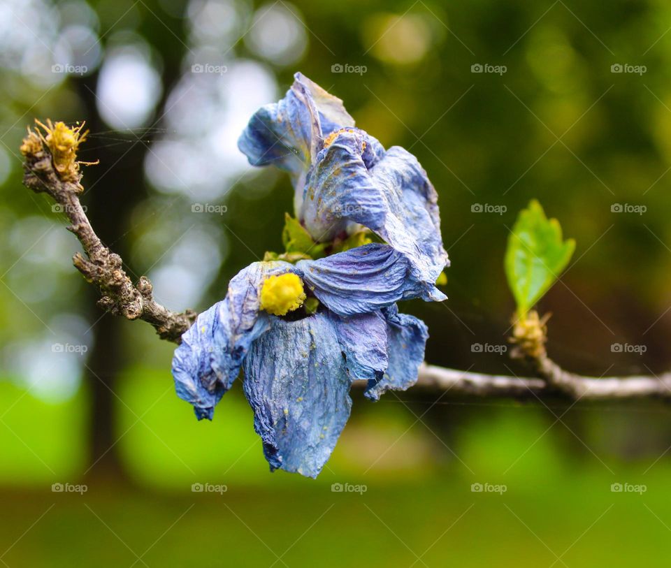 Close up of a withered Hibiscus flower that took on a soft blue color