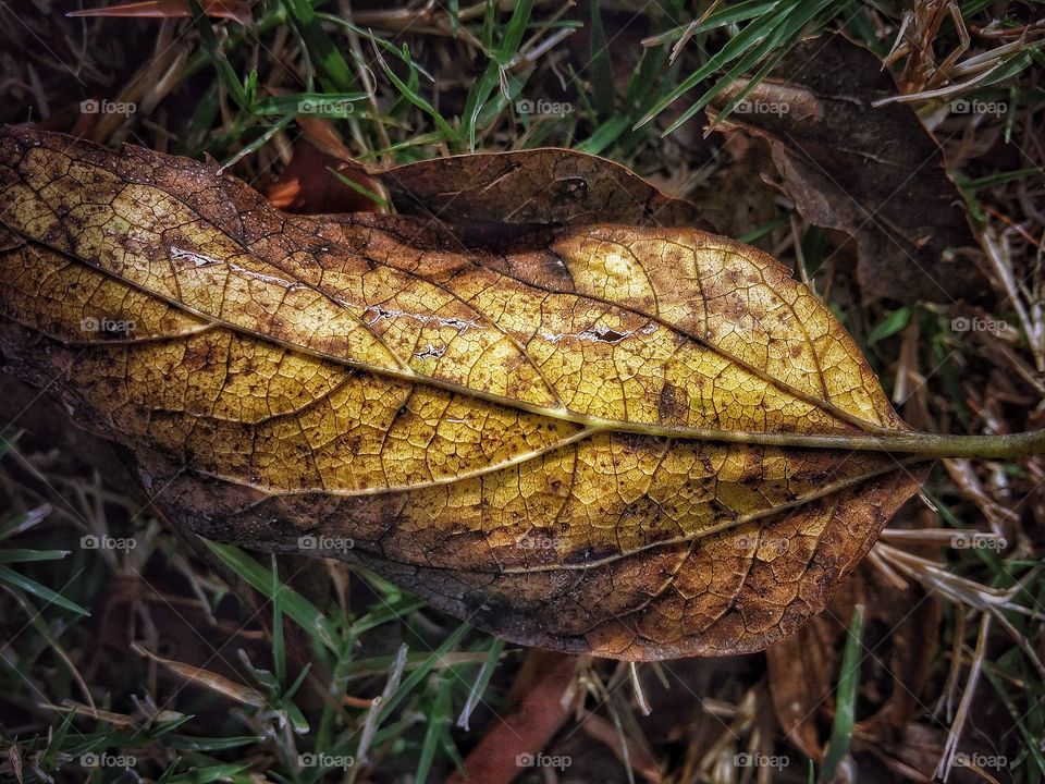 Dried Leaf in the Grass