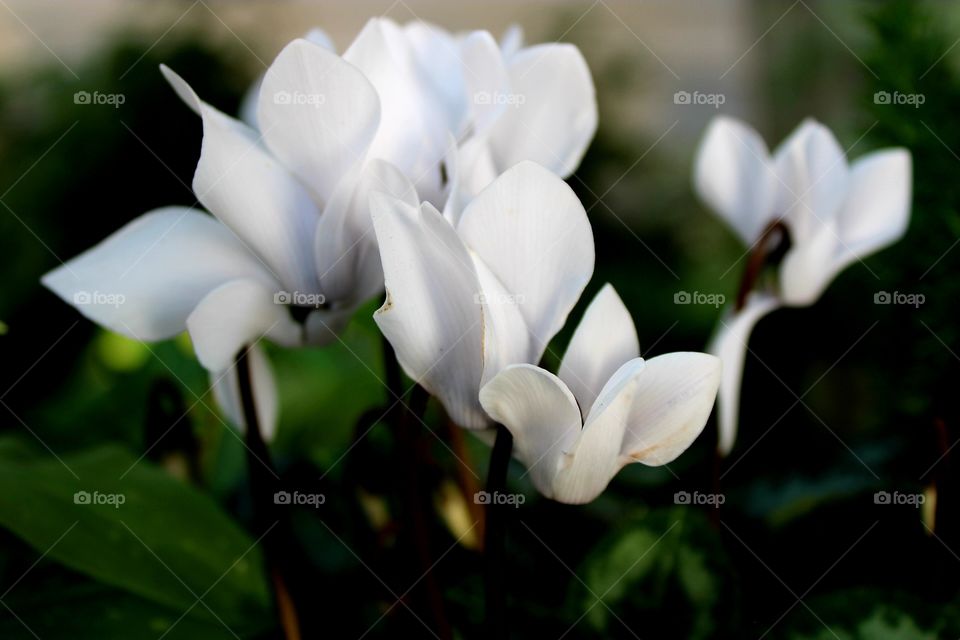 Cyclamen