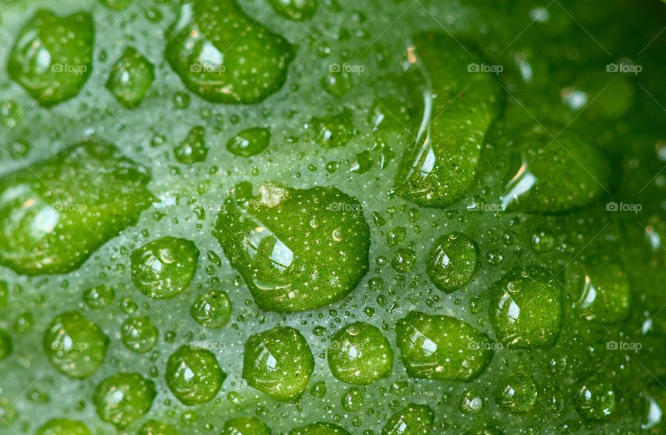 Close-up of a plant with raindrops 