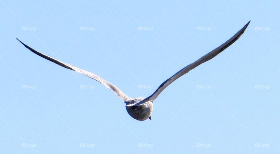 in flight