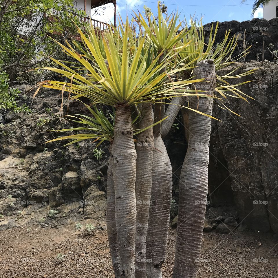 Young dragon trees