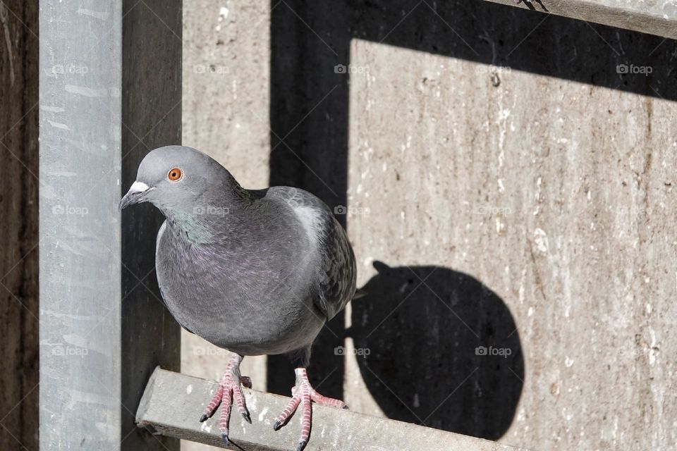 Pigeon takes a rest on a ladder on concrete background