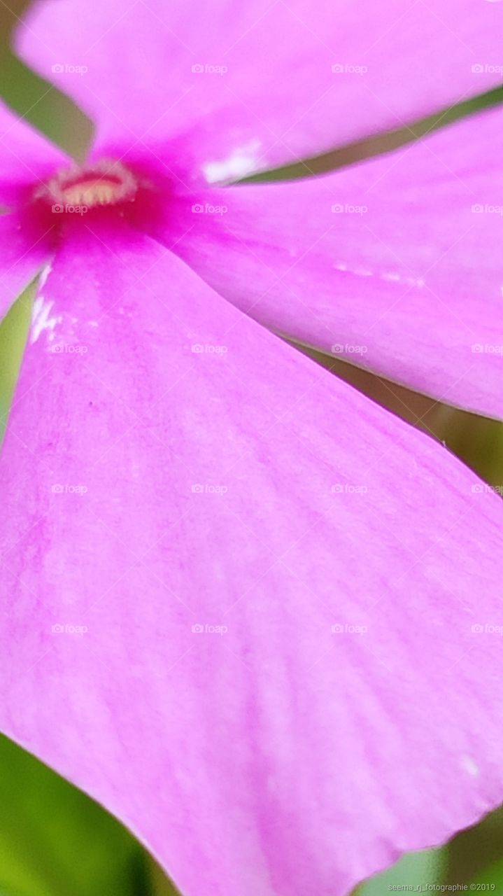 texturous blooming delicate petals