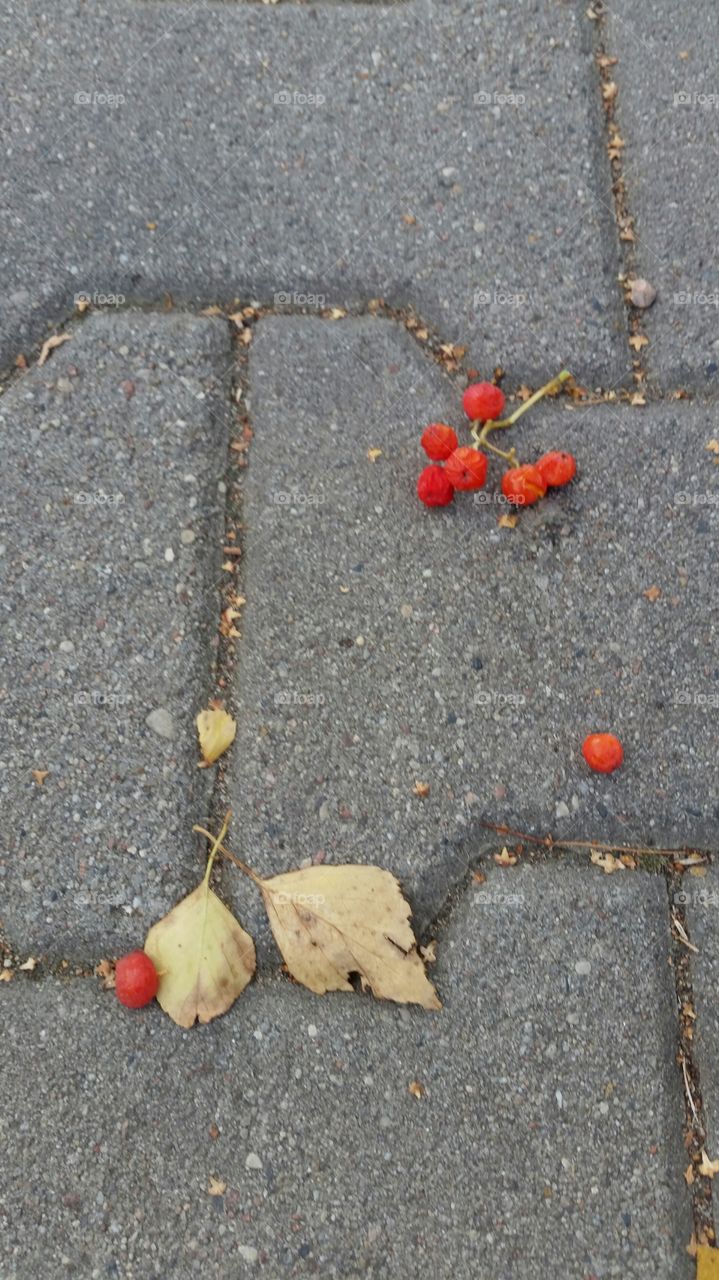 pavement in late summer